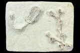 Fossil Crinoid (Platycrinites) & Coral - Crawfordsville, Indiana #78301-1